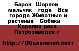 Барон (Шарпей), мальчик 3 года - Все города Животные и растения » Собаки   . Карелия респ.,Петрозаводск г.